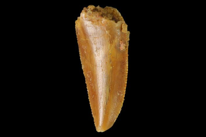 Serrated, Raptor Tooth - Real Dinosaur Tooth #137200
